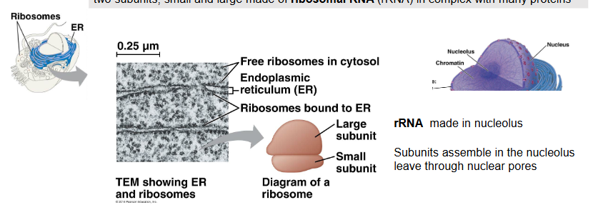 <ul><li><p>two subunits, small and large made of ribosomal RNA (rRNA) in complex with many proteins</p></li><li><p>rRNA is made in the nucleolus</p></li><li><p>subunits assemble in the nucleolus and leave through nuclear pores</p></li><li><p>function: protein production (translation), found in two places within the cell:</p><ul><li><p>free in the cytoplasm — making proteins to be used in cytosol (non-endomembrane destinations)</p></li><li><p>attached to the RER — making non-cytosolic proteins/endomembrane</p></li></ul></li></ul><p></p>