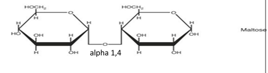 <p>glucose + glucose </p>