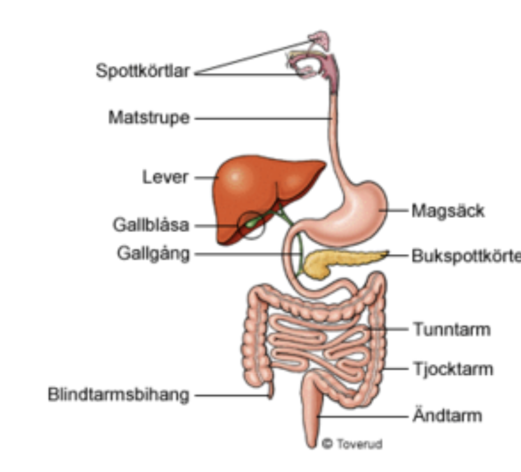 <p>I <mark data-color="#f0e0ff" style="background-color: rgb(240, 224, 255); color: inherit;">munhålan</mark> sönderdelas och mals maten av tänderna (<strong>mekanisk nedbrytning)</strong>, och blandas med <mark data-color="#f0e0ff" style="background-color: rgb(240, 224, 255); color: inherit;">saliv</mark> som utsöndras från spottkörtlarna (<strong>kemisk nedbrytning)</strong>.</p><ul><li><p><mark data-color="#f0e0ff" style="background-color: rgb(240, 224, 255); color: inherit;">Saliv</mark> består av bla <strong>enzymet</strong> <mark data-color="#f0e0ff" style="background-color: rgb(240, 224, 255); color: inherit;">amylas</mark> som hydrolyserar stärkelse till kortare polysackarider. Saliv innehåller slemämnet <mark data-color="#f0e0ff" style="background-color: rgb(240, 224, 255); color: inherit;">mucin</mark></p></li><li><p><mark data-color="#f0e0ff" style="background-color: rgb(240, 224, 255); color: inherit;">Saliv</mark> består av <mark data-color="#f0e0ff" style="background-color: rgb(240, 224, 255); color: inherit;">lysozymer</mark> som är bakteriedödande, antikroppar, och vätekarbonatjoner som stabiliserar pH:t så att tandemaljen inte fräts sönder.</p></li></ul><p></p>