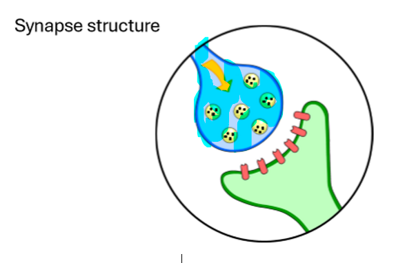 <p>What is this highlighted part of the synapse?</p>