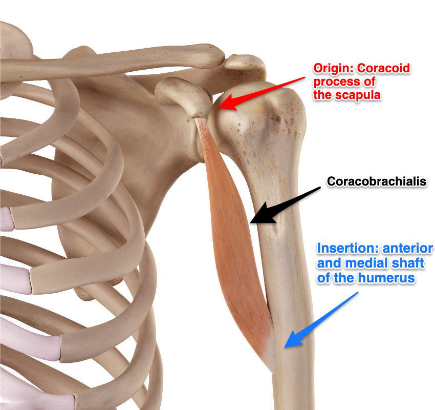 <p>Origin- Coracoid process of the scapula</p><p>Insertion- middle of the border of the humeral shaft</p><p>actions - GH Flexion, GH Horizontal Adduction, GH Adduction</p>