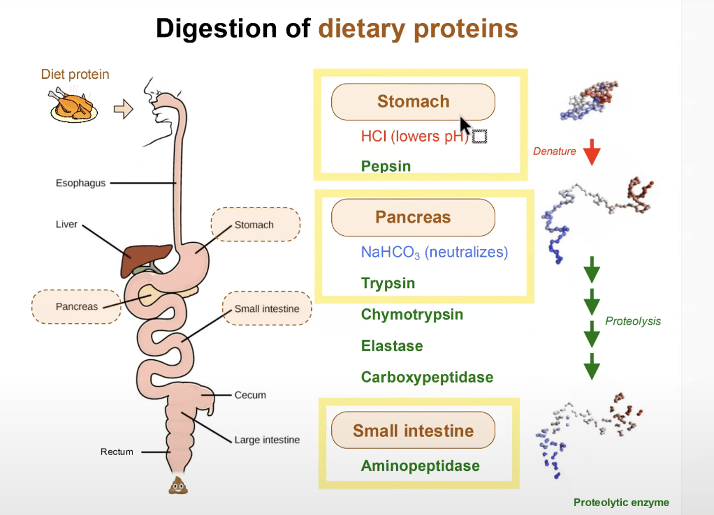 <p>Supplies both nutritionally essential and nutritionally nonessential amino acids.</p><p>-This process involves digestion, absorption, and transport of amino acids from ingested food</p>