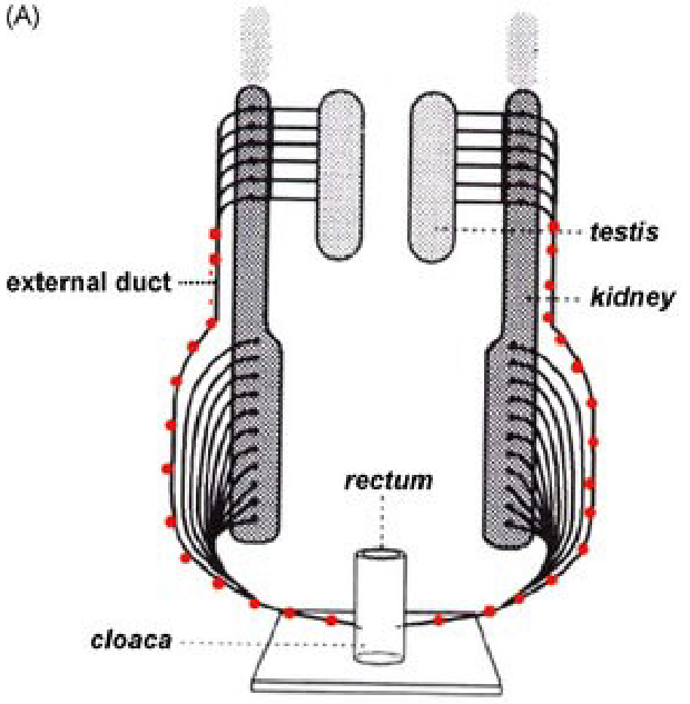 <ul><li><p>Males dump sperm into mesonephric ducts (aka Wolffian ducts) which also drain urinary waste</p></li><li><p>A true ‘urogenital system’</p></li></ul><p></p>