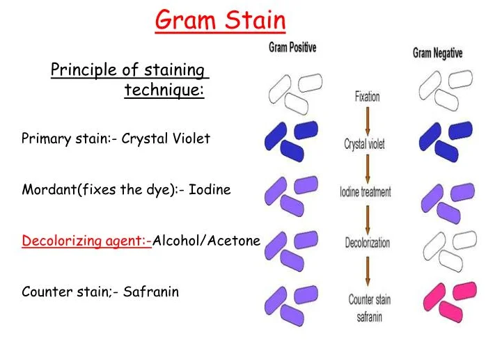 <p>Regarding the Gram stain procedure: whether Gram-positive or Gram-negative, cells may appear colorless...</p><p>A. prior to application of the primary stain</p><p>B. prior to application of the counterstain</p><p>C. following application of the mordant</p><p>D. A, B, and C are all true</p><p>E. Only A and B are true</p><p>F. Only B and C are true</p>