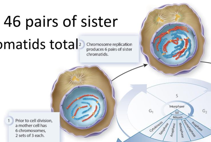 <p>Chromosomes replicate, and two copies stay joined to each other and are known as sister chromatids.</p>
