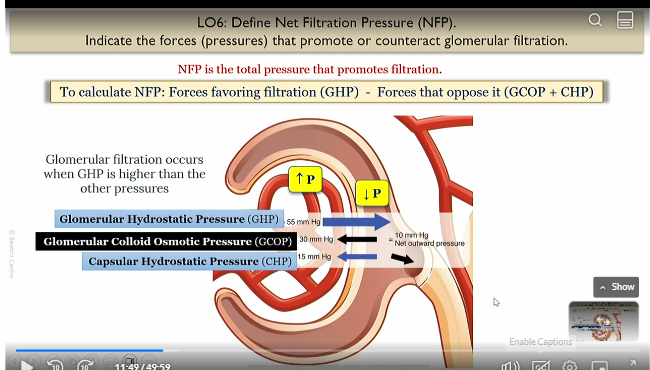 <p>Glomerulus needs to be higher</p><p>Bowmans capsule capuslar space needs to be lower</p>