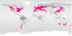 <p>Location - mid latitude, North/East hemisphere</p><p>Precipitation- over 39in (1m) annually</p><p>Temperature-moderate temperature, freezing-90 degrees F</p><p>Soil - nutrient-rich soils, high productivity, warmer temps favor decomposition</p>