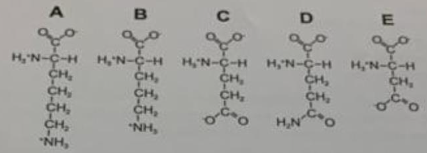 <p>An welches der folgenden Moleküle wird im Harnstoff-Zyklus Carbamat aus</p><p class="p1">Carbamoylphosphat angehängt?</p><p class="p1">(A) A</p><p class="p1">(B) B</p><p class="p1">(C) C</p><p class="p1">(D) D</p><p class="p1">(E) E</p>