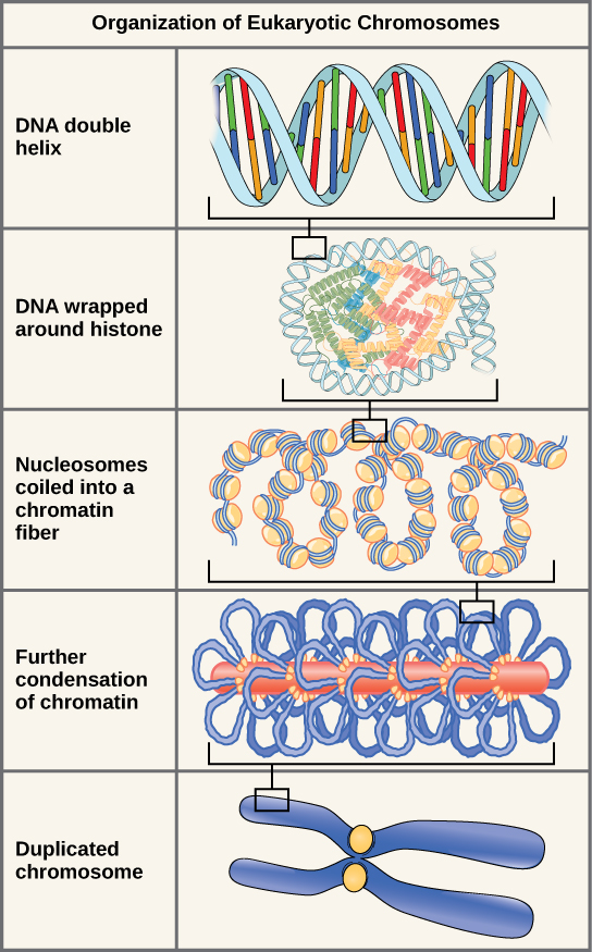 <p><strong>chromosome</strong>: made of packaged DNA helix, nucleosomes, chromatin fiber, chromatid, and centromere</p><p><u>DNA coiling/folding</u></p><ol><li><p>nucleosome formation: DNA wraps around histone proteins to form nucleosomes = reduces length</p></li><li><p>solenoid/fiber formation: nucleosomes coil into a denser fiber (AKA solenoid structure)</p></li><li><p>looping: the fiber forms loops anchored to a non-histone protein scaffold, creating larger fibers</p></li><li><p>condensation: during metaphase, these loops coil/fold more = compact form of chromosome</p></li></ol><p></p>