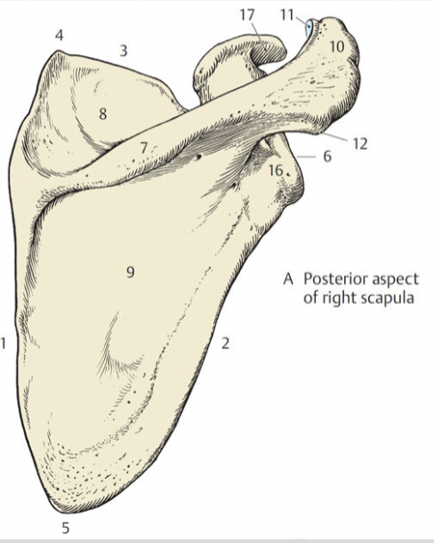 <p>Scapula boarders (3)</p>