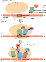 <p>Initiation, Elongation, Termination.</p>