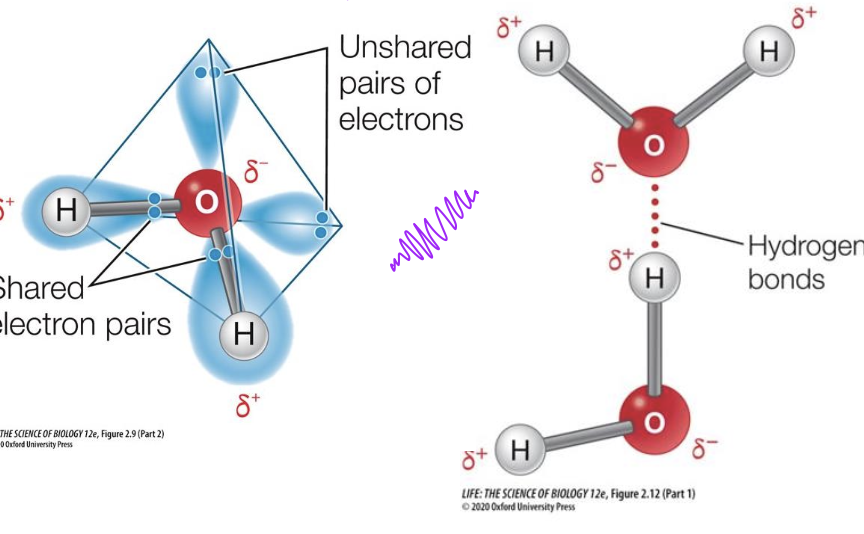 <p>• Hydrogen has only 1 proton and 1 electron.</p><p class="p1">• When Hydrogen forms a <strong>covalent bond </strong>with Oxygen, Fluorine or Nitrogen the bond is <strong>extremely polar.</strong></p><p class="p1">• The hydrogen nucleus becomes exposed - a naked positive charge.</p><p class="p1">• This naked proton is attracted to an unshared pair of electrons on a different atom, creating a <strong>hydrogen bond.</strong></p>