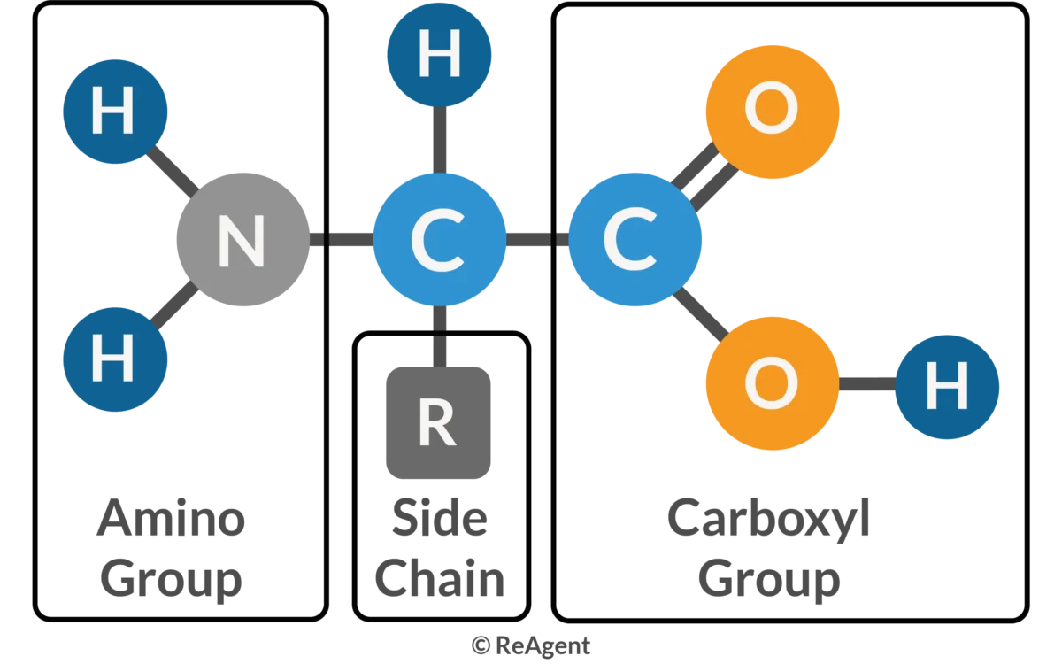 <p>amino acid structure </p>