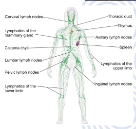 <p>Blood - cells circulate in a liquid extracellular matrix (derived from stem cells)</p><p>includes red and white blood cells and platelets </p><p>Lymph - contains a liquid matrix and white blood cells</p><p>Have extremely permeable capillaries, allows large molecules and excess fluid from interstitial space to enter lymphatic vessels</p><p>Lymph drains into blood vessels delivering nutrients/molecules that otherwise couldn’t enter</p>