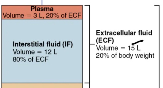 <ul><li><p>plasma (in blood vessels)</p></li><li><p>Interstitial fluid (on cell side)</p></li></ul><p></p>