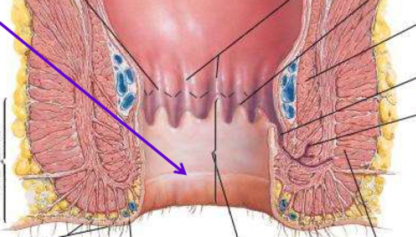 <p>is situated between the external and internal anal sphincters.</p>