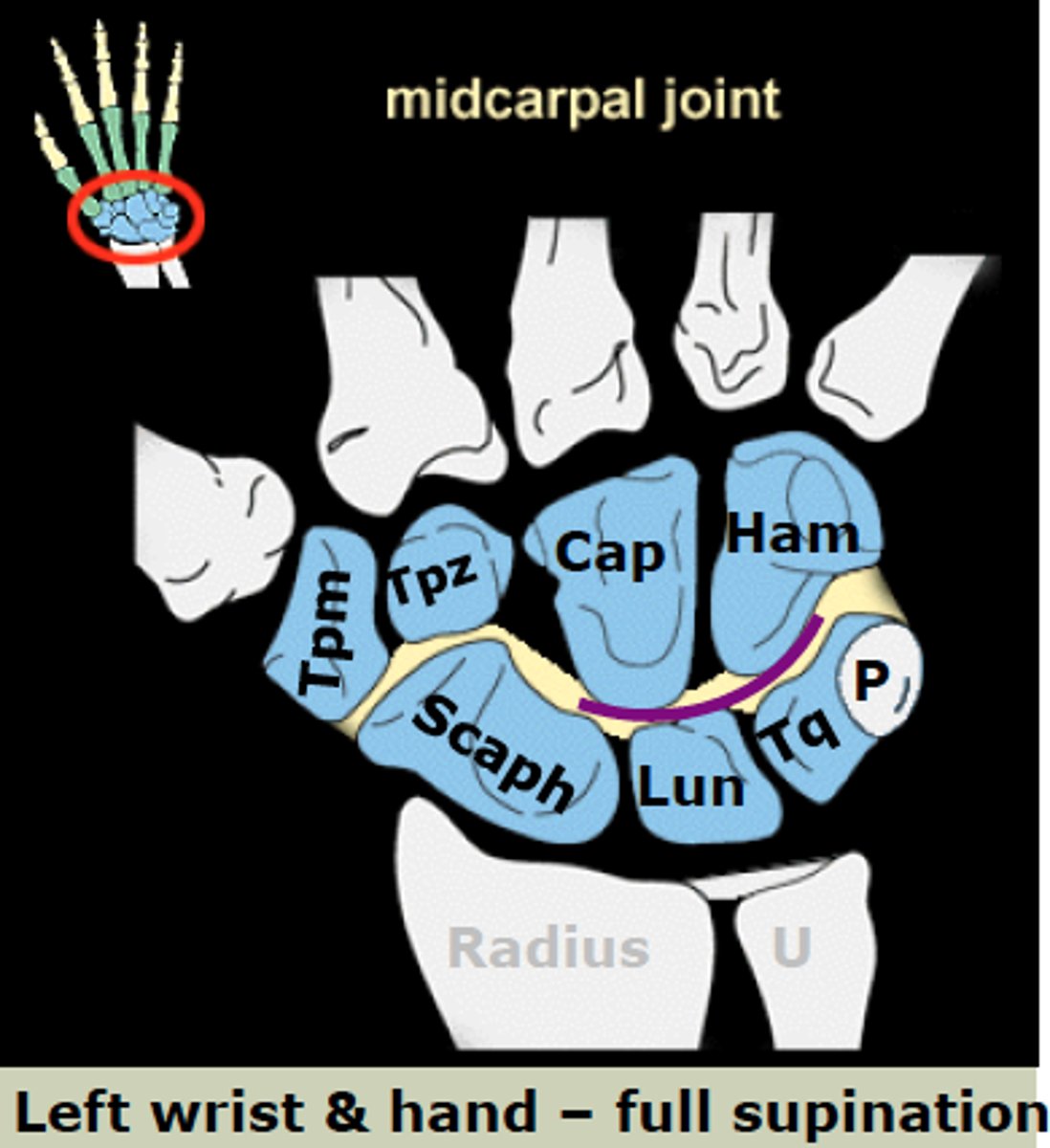 <p>articulation between the two parallel rows of carpal bones</p>