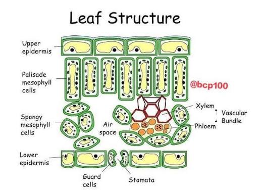 <p>How is the spongy mesophyll adapted for its function</p>