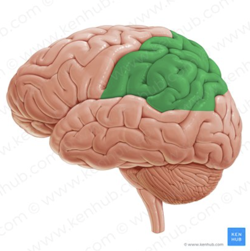 <p>What does the PARIETAL LOBE control?</p>