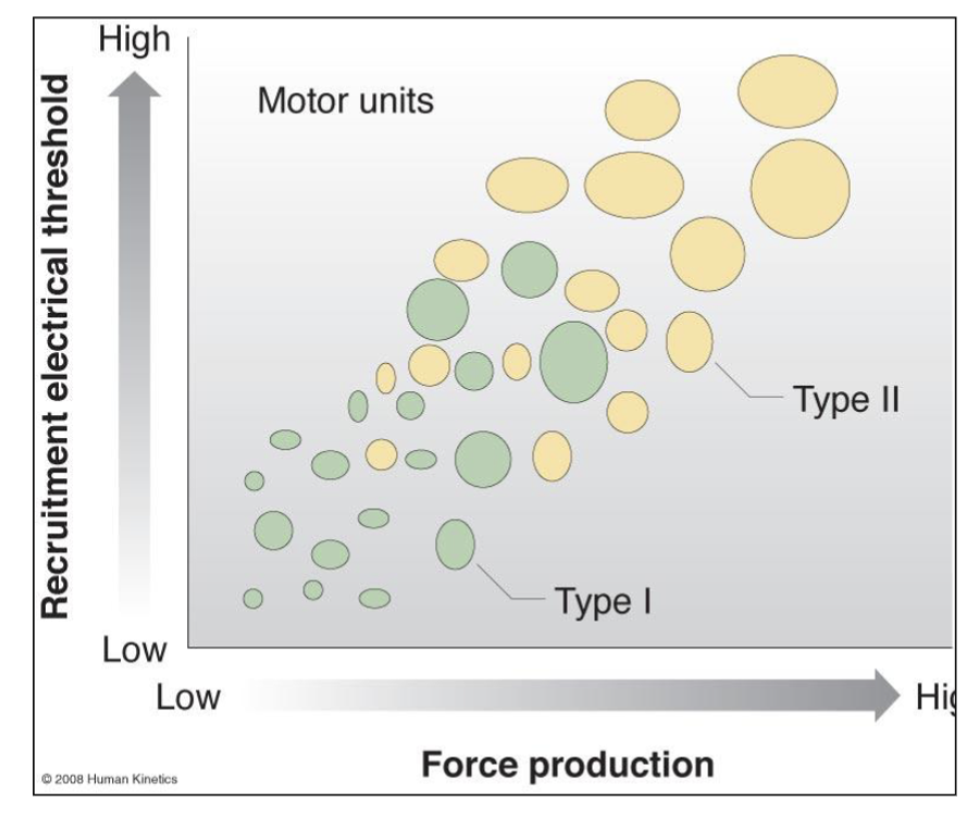 <p>Both Type I and Type II fibers increase in size, but Type II fibers have greater increases in size than Type I fibers.</p>