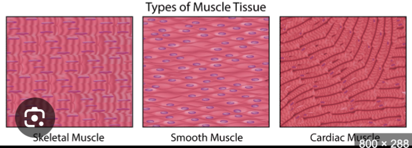 <p>Identify skeletal, cardiac and smooth muscle</p>