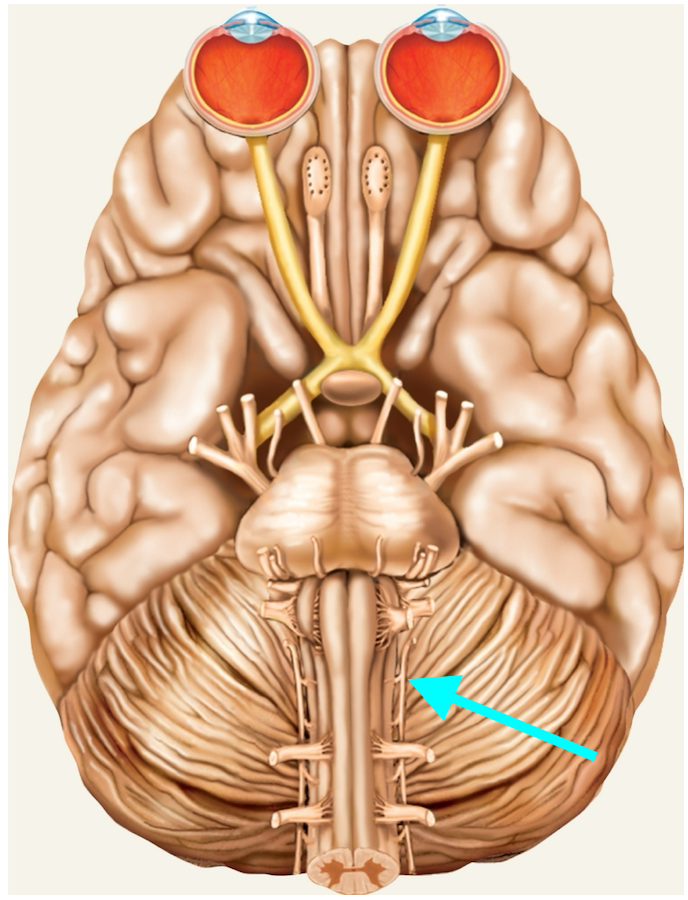 <p>Nerve, number, sensory or motor?</p>