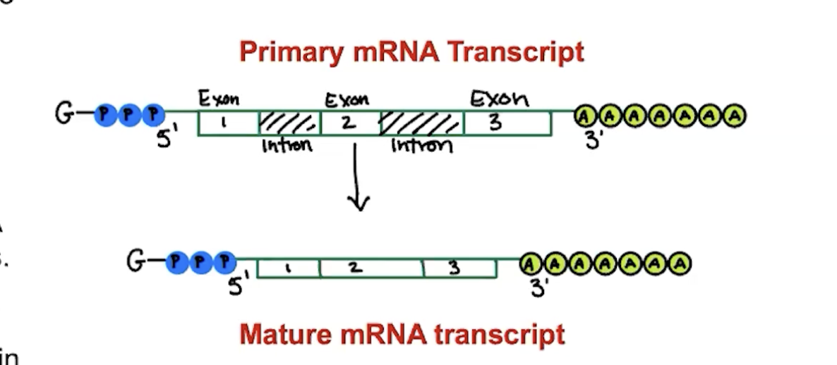 <p>sequences of mRNA that do code for amino acids and are used in processing and then connected to each other to make mature mRNA transcripts</p>