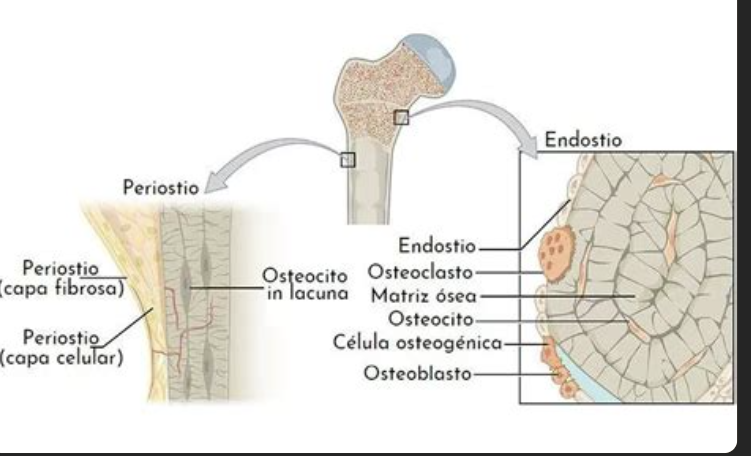 <p>Es una membrana delgada de tejido conectivo que recubre la parte <strong>interna</strong> del hueso. Forra la cavidad medular central, los canales internos y cubre las trabéculas del hueso esponjoso. Contiene células formadoras y destructoras de hueso.</p><p></p>