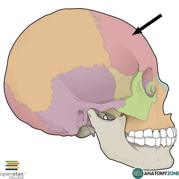 <p>One of the six cranial bones identified in the notes.</p>