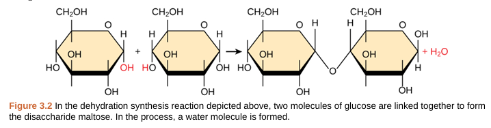 <p>dehydration synthesis (condensation)</p>