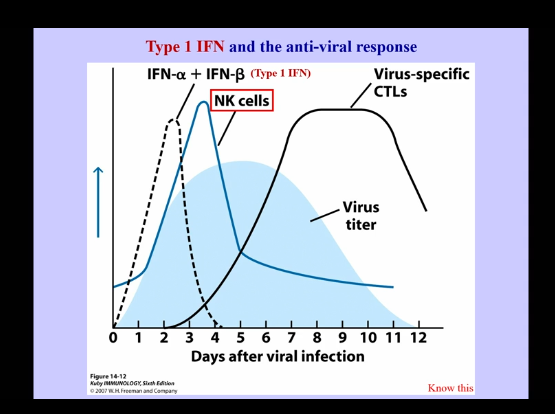<ul><li><p>IFN-alpha and IFN-beta (Type 1 IFN) </p><ul><li><p>innate IFN production occurs quickly in response to viral infection</p></li><li><p>NK cell production follows shortly after</p></li><li><p>Virus-specific CTLs appear later (antigen specific, require clonal expansion, etc → all of which take time, leading to their presence later in the process)</p></li></ul></li></ul><p></p>