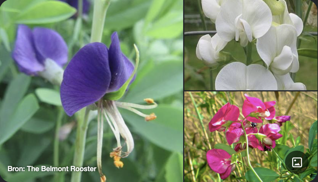 <p>Kenmerken:</p><ul><li><p><strong>Bloem:</strong> Zeer karakteristieke <strong>vlinderbloem</strong>: 1 vlag (boven), 2 zwaarden (zijkanten) en 1 kiel (onderaan, gevormd door twee vergroeide blaadjes).</p></li><li><p><strong>Bladeren:</strong> Vrijwel altijd samengesteld (geveerd of handvormig) met steunblaadjes. Vaak voorzien van ranken.</p></li><li><p><strong>Wortels:</strong> Hebben stikstofbindende wortelknolletjes (symbiose met <em>Rhizobium</em>-bacteriën).</p></li><li><p><strong>Vrucht:</strong> Een <strong>peul</strong>.</p></li></ul><p></p>