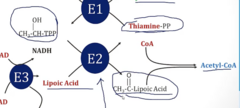 <p>- Pyruvate:Thiamine is attached to lipoic acid</p><p>- Co-A is then added to this structure to generate Acetyl-CoA</p>