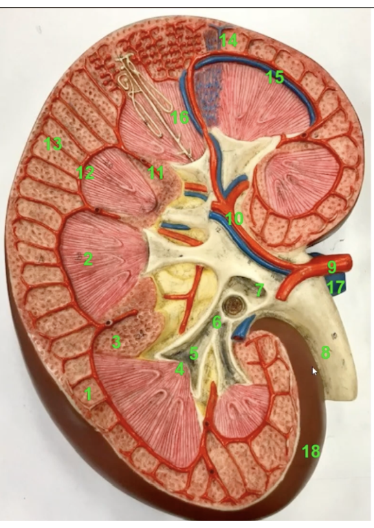 <p>identify which number is </p><ul><li><p>the renal artery </p></li><li><p>renal vein </p></li><li><p>ureter</p></li></ul><p></p>
