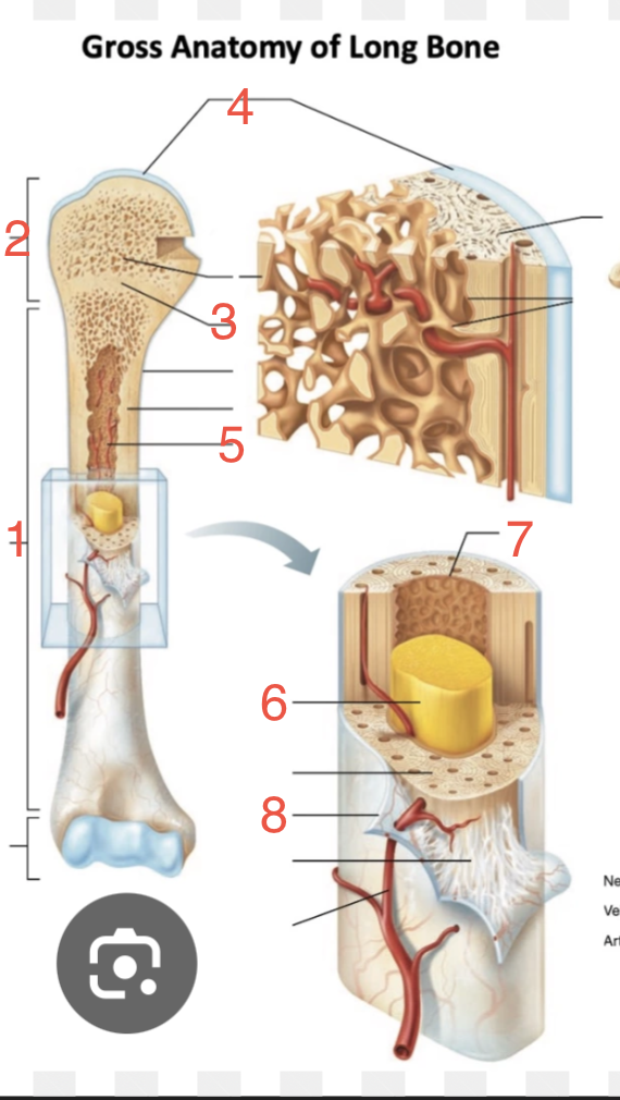 <p>Label the gross anatomy of a long bone</p>