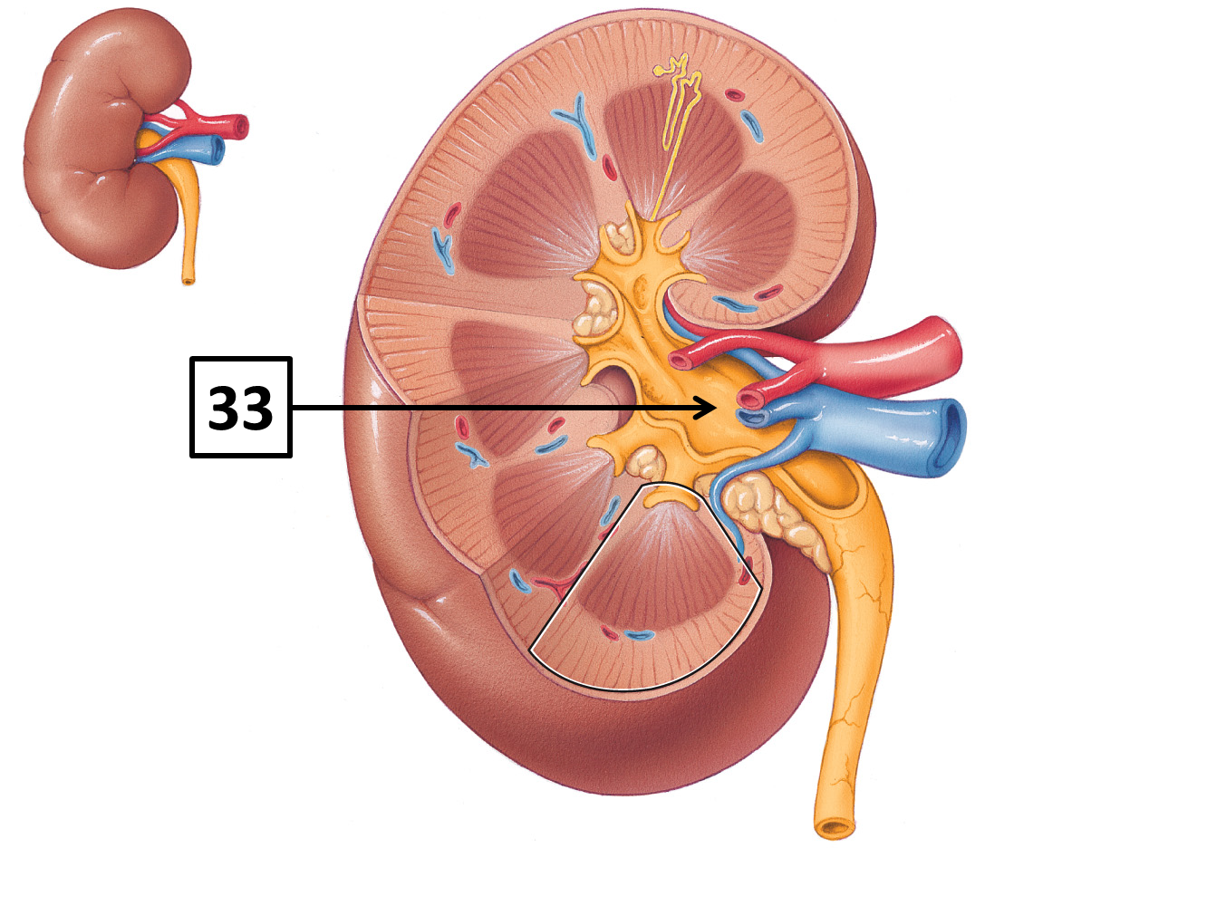 <p>Name and function </p>