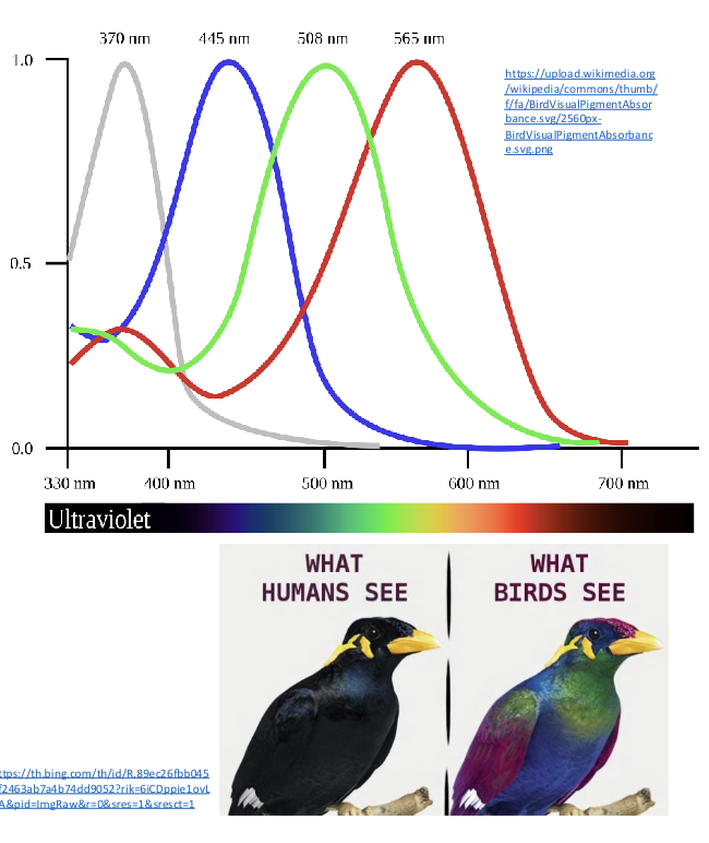<ul><li><p>tetrachromatic (can see in the UV range) + oil droplets in eyes that interact with pigments</p></li><li><p>4 cone vsison</p></li><li><p>owls and nightjars have excellent low-light vision, and some birds glow to each other under UV light</p></li><li><p>predatory birds have forward-facing eyes, prey have sideways eyes.</p></li><li><p>eyes are not very moveable, they rotate their necks instead</p></li></ul><p></p>