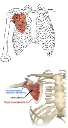 <p>What muscle is this?</p>