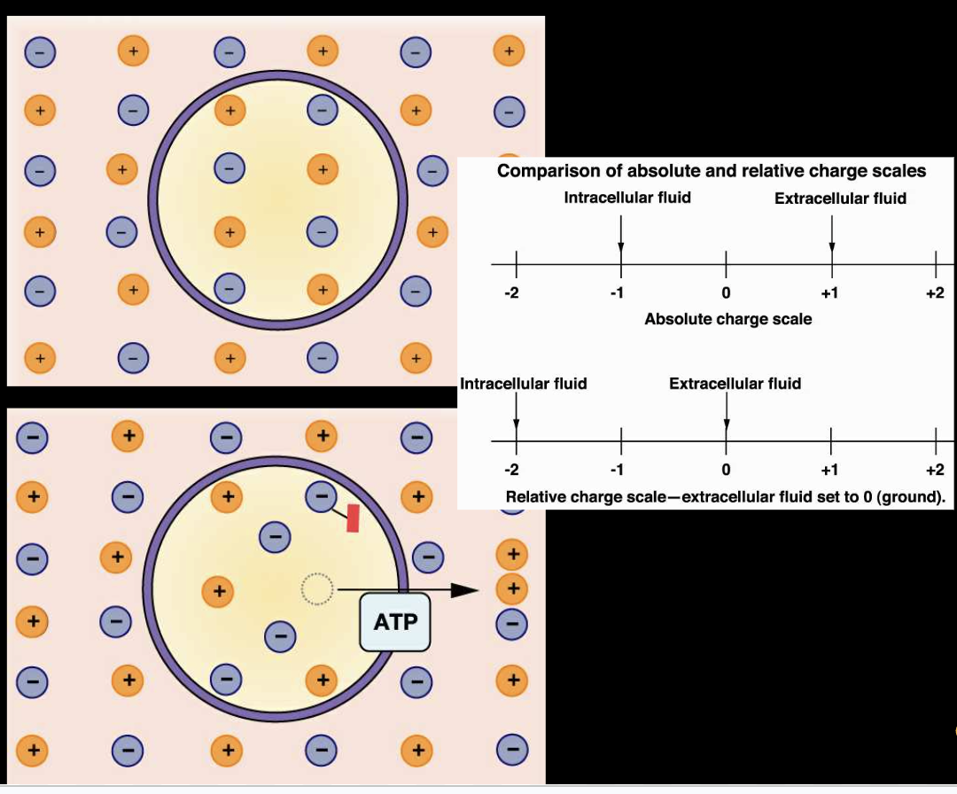 <ul><li><p>must have a higher concentration of Na+ ions compared to the inside, while K+ ions are more concentrated inside the cell. </p></li></ul><p></p>