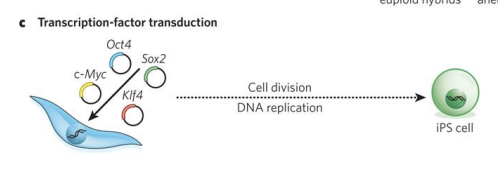 <p>This approach can be used to form induced pluripotent stem (iPS) cells, which have similar properties to ES cells and can be generated from almost any cell type in the body through the introduction of four genes (Oct4, Sox2, Klf4 and c-Myc) by using retroviruses</p>