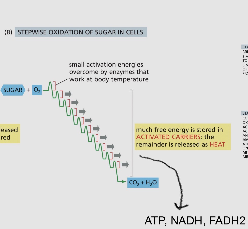 <ul><li><p>Small activation energies overcome by enzymes that work at body temperature</p></li><li><p>Much free energy is stored in activated carriers; the remainder is released as heat</p></li></ul><p></p>