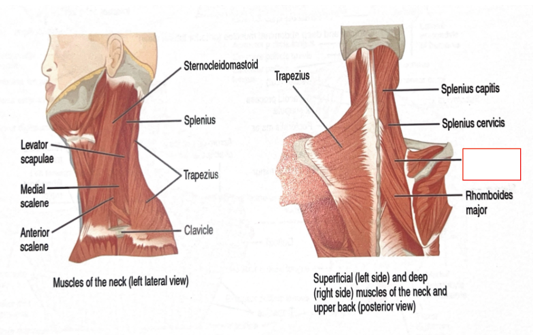 <p>Retracts scapula</p>