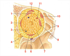 <p>what structure is 2?</p>