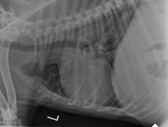 <p>What is the abnormality here? Whats it caused by?</p>