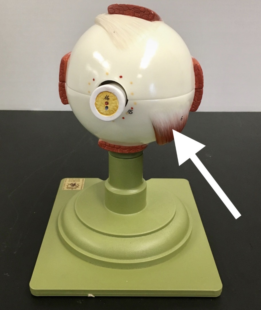 <p><span>name of the structure at the end of the arrow's point</span></p>