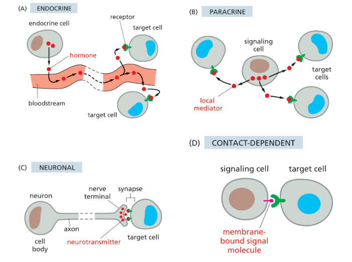 <p>Small signaling molecule secreted by a nerve cell at a synapse to transmit information to a postsynaptic cell.</p><ul><li><p>used in neuronal signaling</p></li><li><p>EX: acetylcholine, y-aminobutric acid (GABA)</p></li></ul><p></p>