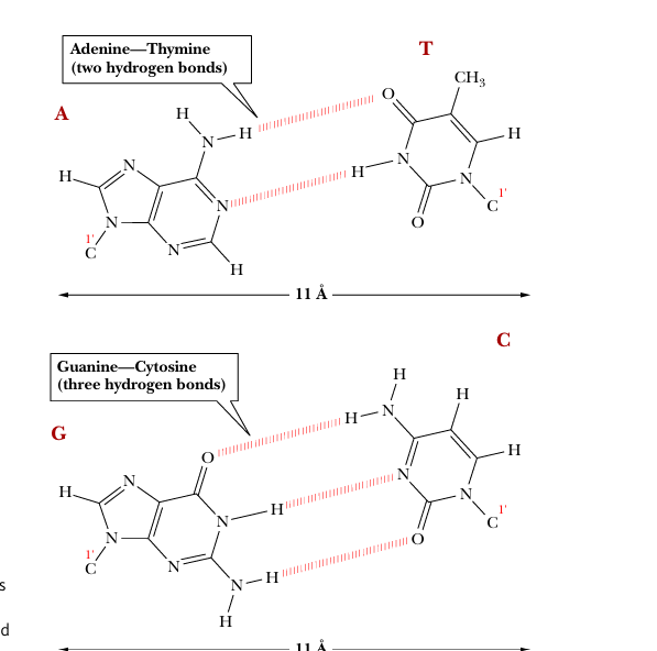 <p>11 Armstrong (1.1nm)</p>