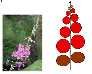 <p>De hoofdas blijft doorgroeien, terwijl de laterale posities bloemen dragen of hetzelfde patroon herhalen. Meestal kan men zien dat de bovenste knoppen vaak nog moeten uitkomen terwijl de onderste zelfs al aan het verwelken zijn</p>