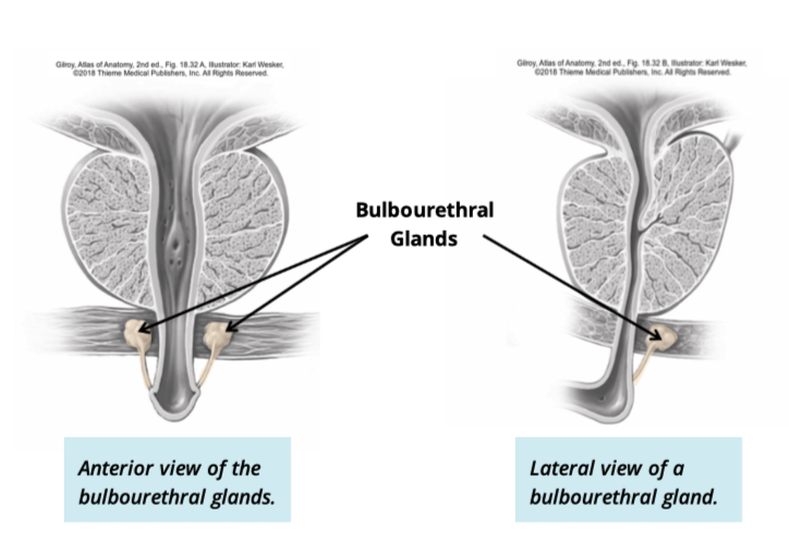 <p><span>Below the prostate at the base of the penis </span></p>