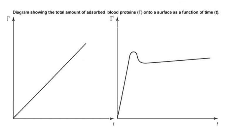 <p>Thermodynamics tells us whether adsorption is favorable; kinetics tells us how fast it proceeds.</p><p>Rate Controlling Factors: <strong>Adsorbate </strong>(the substance that gets attached to a surface during adsorption)<strong> concentration</strong> — <strong>higher bulk concentration </strong>drives faster adsorption (in blood, this is why Albumin wins the initial race!), Surface area — greater adsorbent (SURFACE that things stick to) area provides more binding sites (on a rough surface, the effective surface area is MUCH HIGHER than the geometric area), Temperature — <strong>increases molecular mobility and diffusion </strong>(increases the diffusion coefficient of the proteins, allowing them to move through the liquid faster), Activation energy — energetic barriers can limit the rate (even if a protein hits the surface, it might need to overcome an energetic barrier (like pushing though a hydration layer) to form a stable bond. </p><p></p><p><strong>Adsorption rate rises sharply before tapering to an equilibrium plateau — the time to reach it depends on kinetic barriers.</strong></p><p><strong>Clarification: </strong>Analyzing the Adsorption Graphs: Graph Left: Initial Linear Phase: The straight line represents the diffusion-limited regime.<strong> Early on, every protein that reaches the surface sticks instantly because there are plenty of open sites</strong>. The rate depends entirely on how fast the proteins  can diffuse from the BULK to the interface. Graph Right: This is a classic representation of competitive adsorption in complex fluids: The Sharp Rise: Fast-moving proteins (like Albumin) rapidly coat the surface. The Peak/Overshoot: <strong>The total mass on the surface reaches a maximum.</strong> <strong>The Dip: This represents the Vroman Effect in action. </strong>Larger, high-affinity proteins like Fibrinogen arrive and begin displacing the smaller proteins. <strong>Because the displacement ISN’T a 1-to1 mass exchange, you often see a temporary decrease in total surface concentration</strong>. 4.) <strong>The Equilibrium Plateau:</strong> The system reaches a steady state where the surface composition is stable.</p>